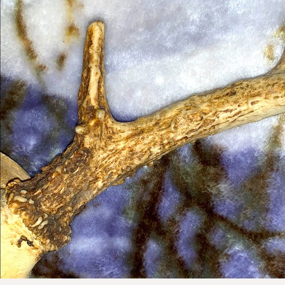 6-8 Point Deer Rack Great for Mounting in Man Cave - Picture 14 of 16